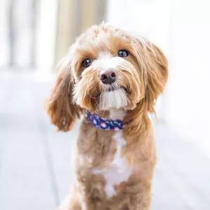 Artigo do blog Fraccaroli – teste 4